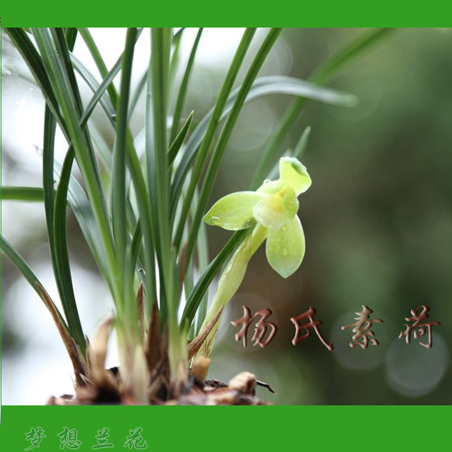 春兰 杨氏素荷