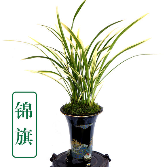 兰花苗 建兰四季兰 锦旗 线艺兰花 带花花卉盆栽盆景植物榕翼兰花