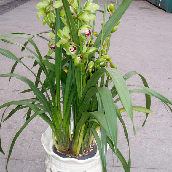 商品详情 【栽培管理】盆栽大花蕙兰常用25-30厘米高筒花盆,每盆栽5