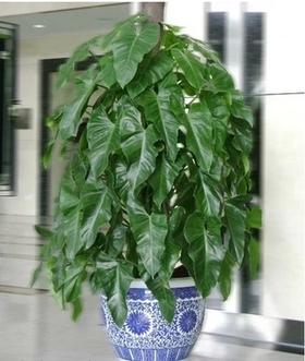 绿宝石 喜林芋