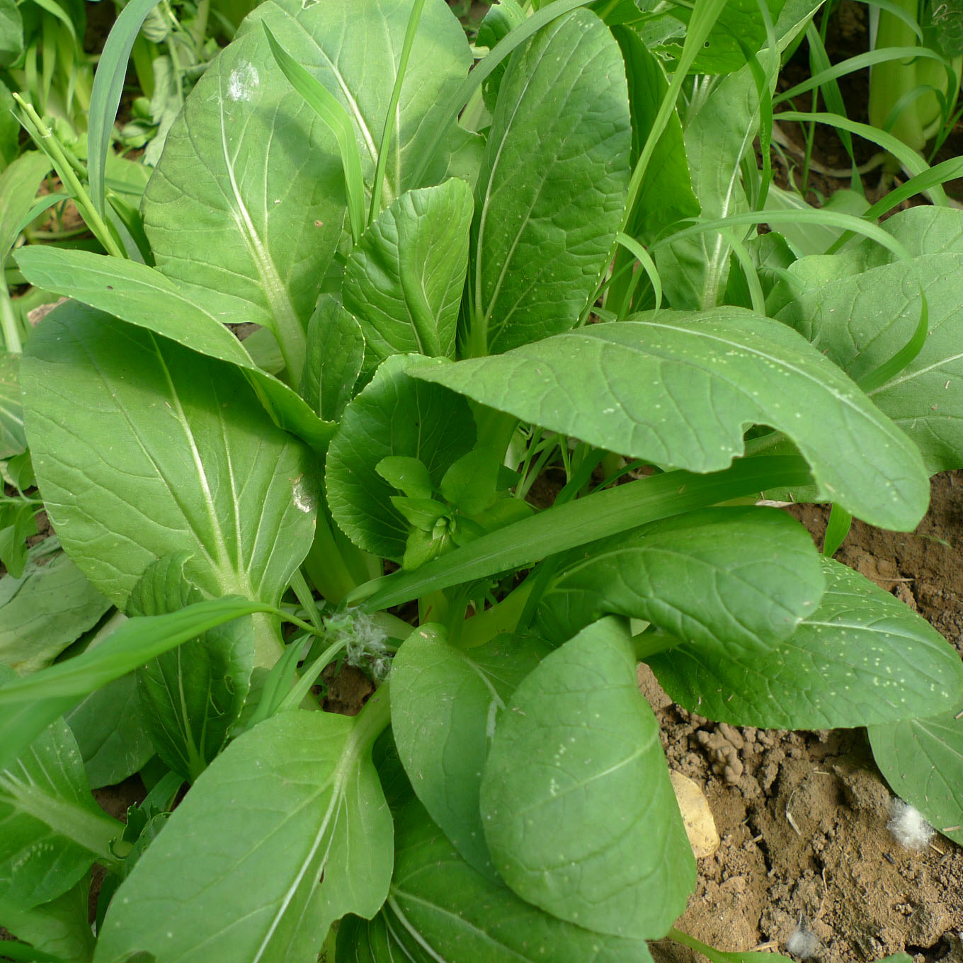 每日现摘密农人家油菜叶肥肉厚300g