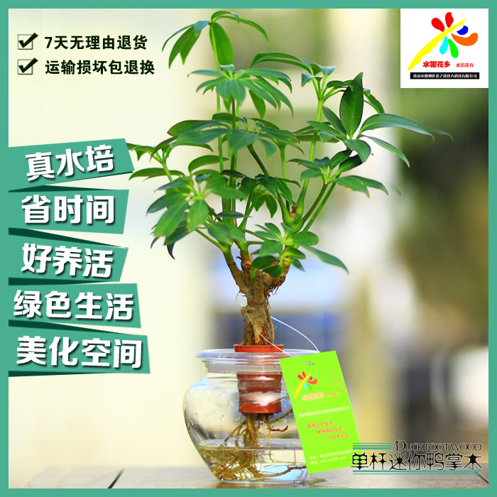 水榭花乡水培迷你单杆鸭脚木 鹅掌柴小盆栽 观叶绿植 鸭掌木