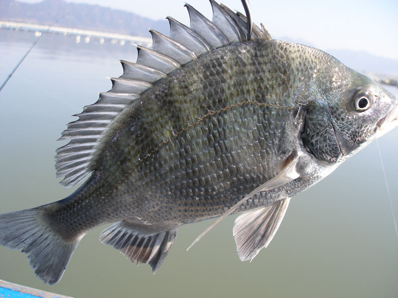 黑鲷鱼图片_纵览新闻