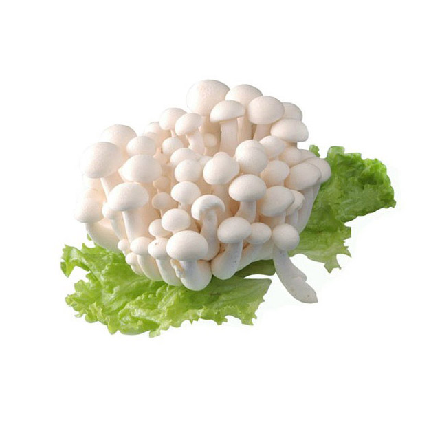 【轩农优品】生态白玉菇