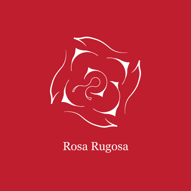 rosa rugosa