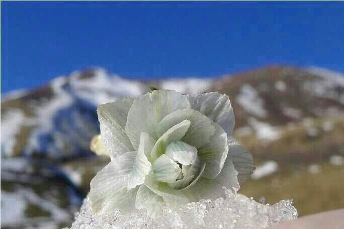 野生天山小雪莲的作用 l,风湿及类风湿性关节支,肩周炎及老年性腰腿痛