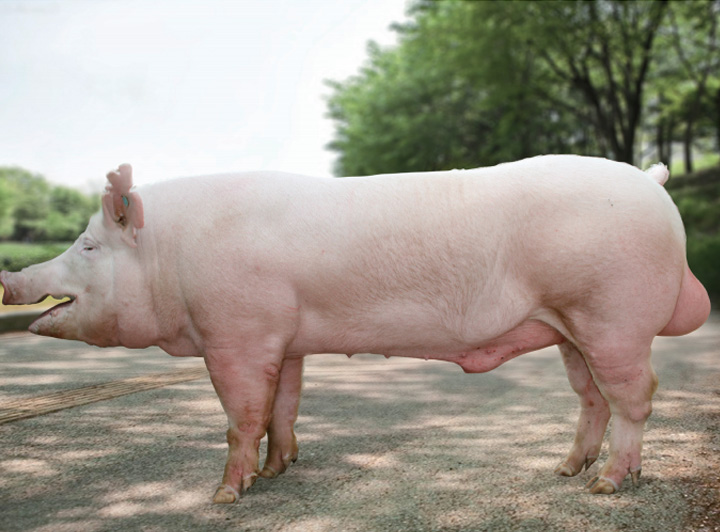 高效率大体型特级大白种公猪 - 徐州六马种猪