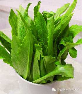 油麦菜-不发货