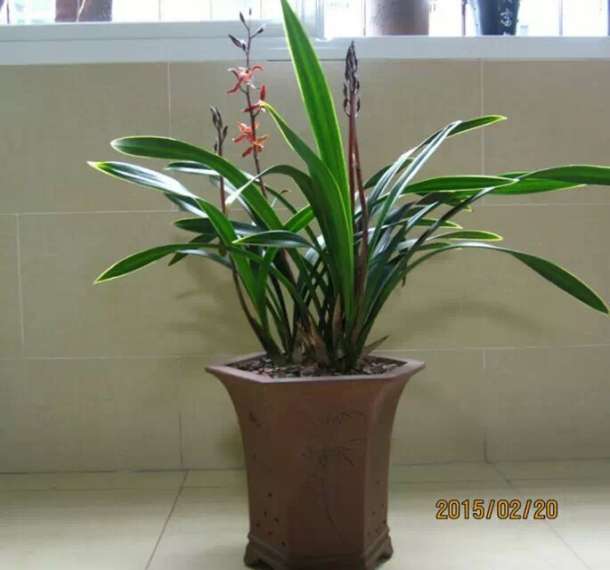 兰花 墨兰金华山精品兰花苗春节开花适合新手绿植花卉