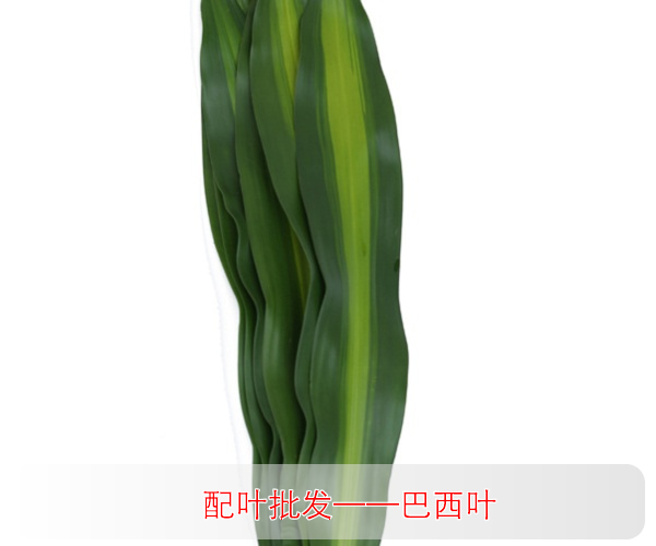 配草配叶批发 巴西叶批发 云南昆明斗南鲜花低价批发 婚庆鲜花