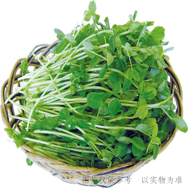 香椿苗(单位:盘)