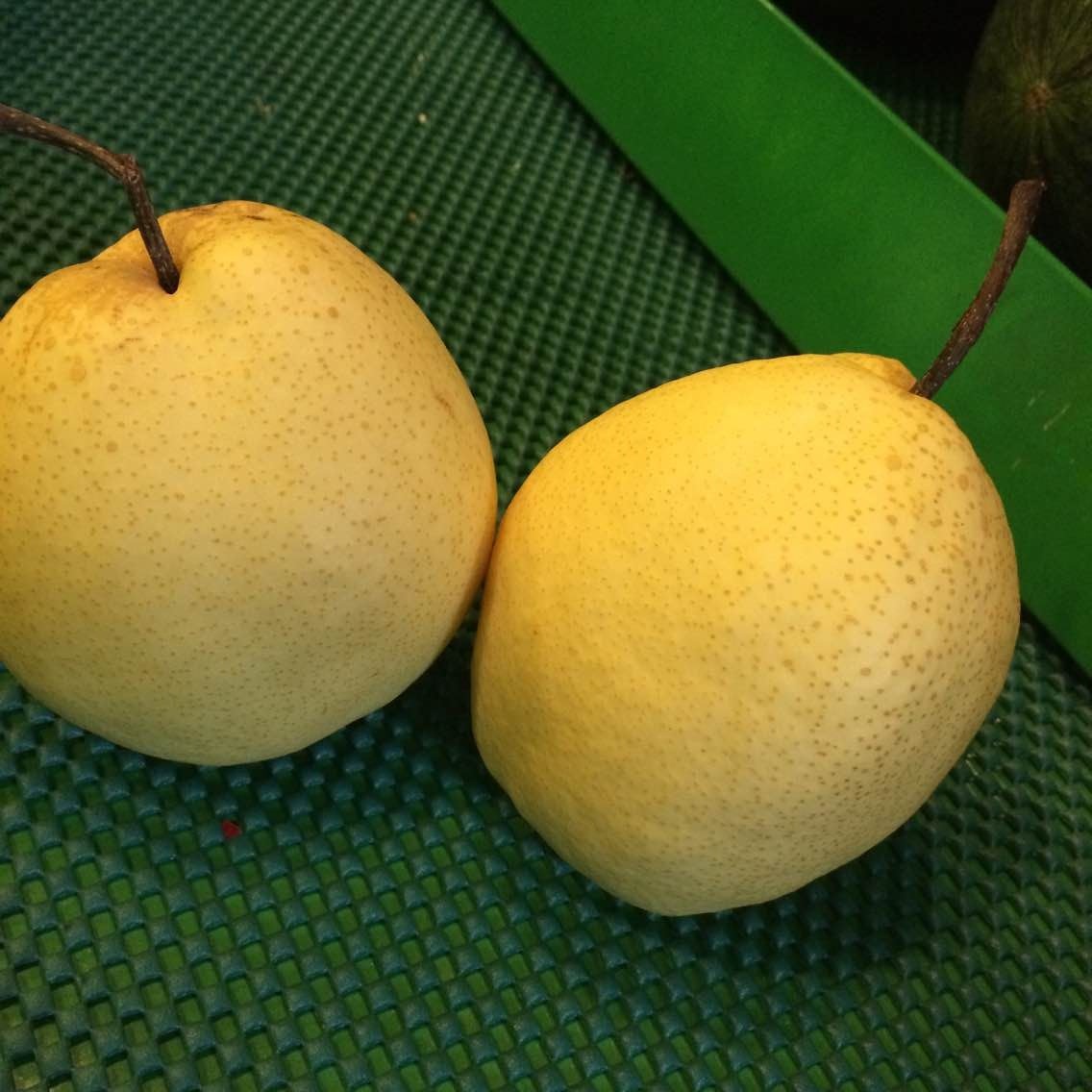 贡梨