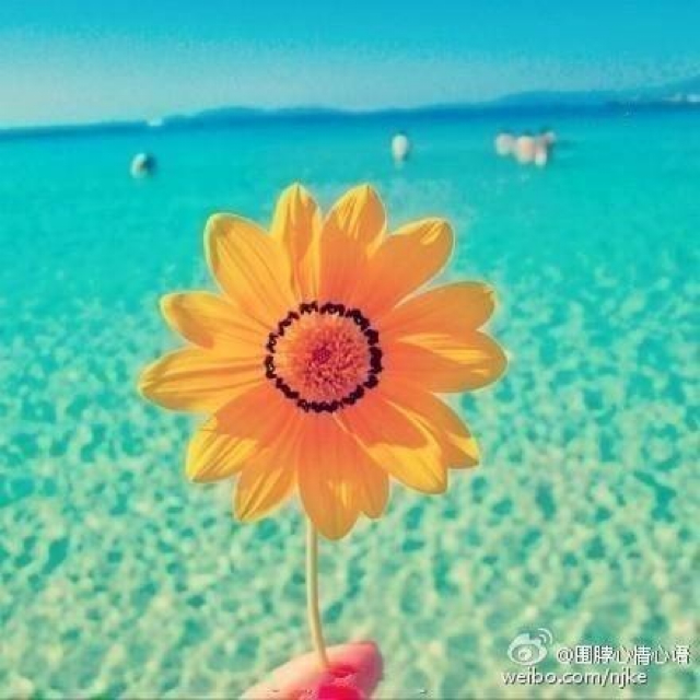 手捧阳光y