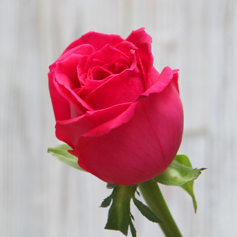 赣州多彩鲜花 19朵桃红色玫瑰月送4次套餐 家庭鲜花速递