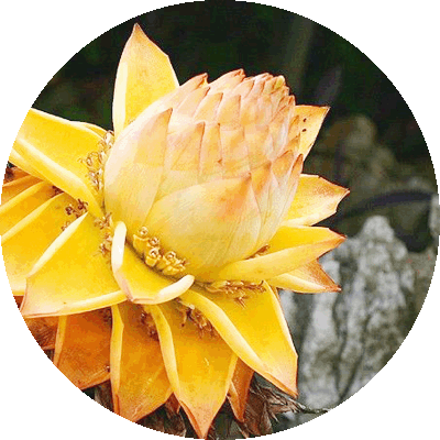 千朵佛莲 | 生长于观音故里出产 花期8个月 北京直营