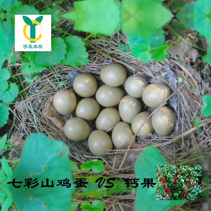 七彩山鸡蛋 宇辰农牧野鸡蛋 杂粮散养 新鲜鸡蛋 钙果高钙蛋