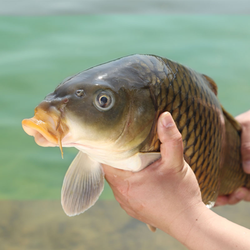 千岛湖野生鱼 野生鲤鱼 鲜活水产有机鱼 纯天然野生鱼
