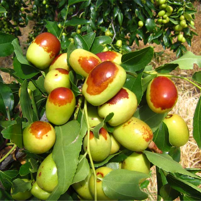1.5kg