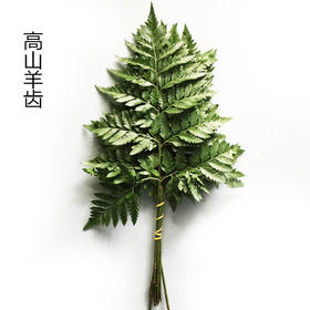 高山羊齿 芒叶