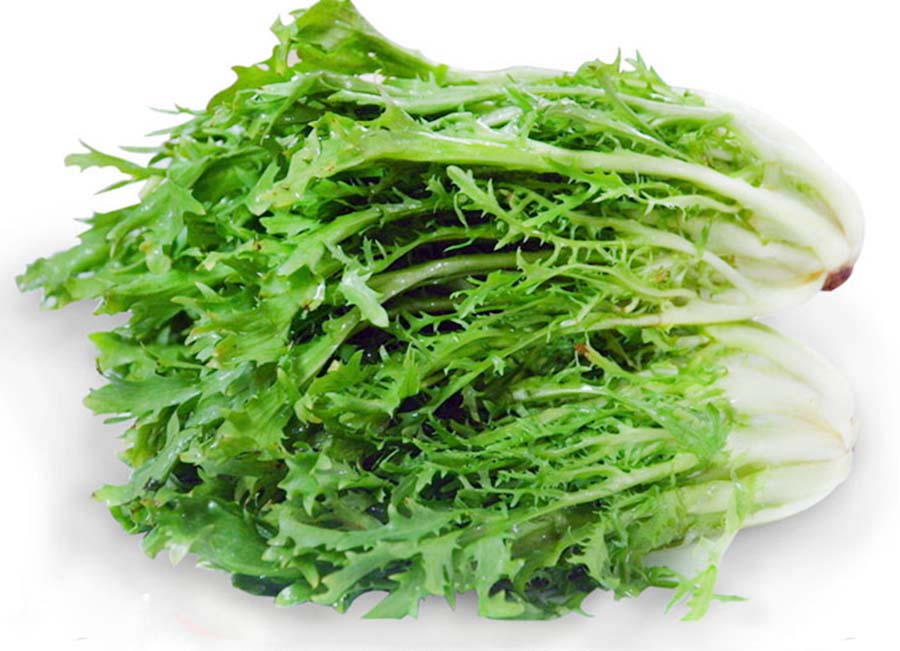 苦菊