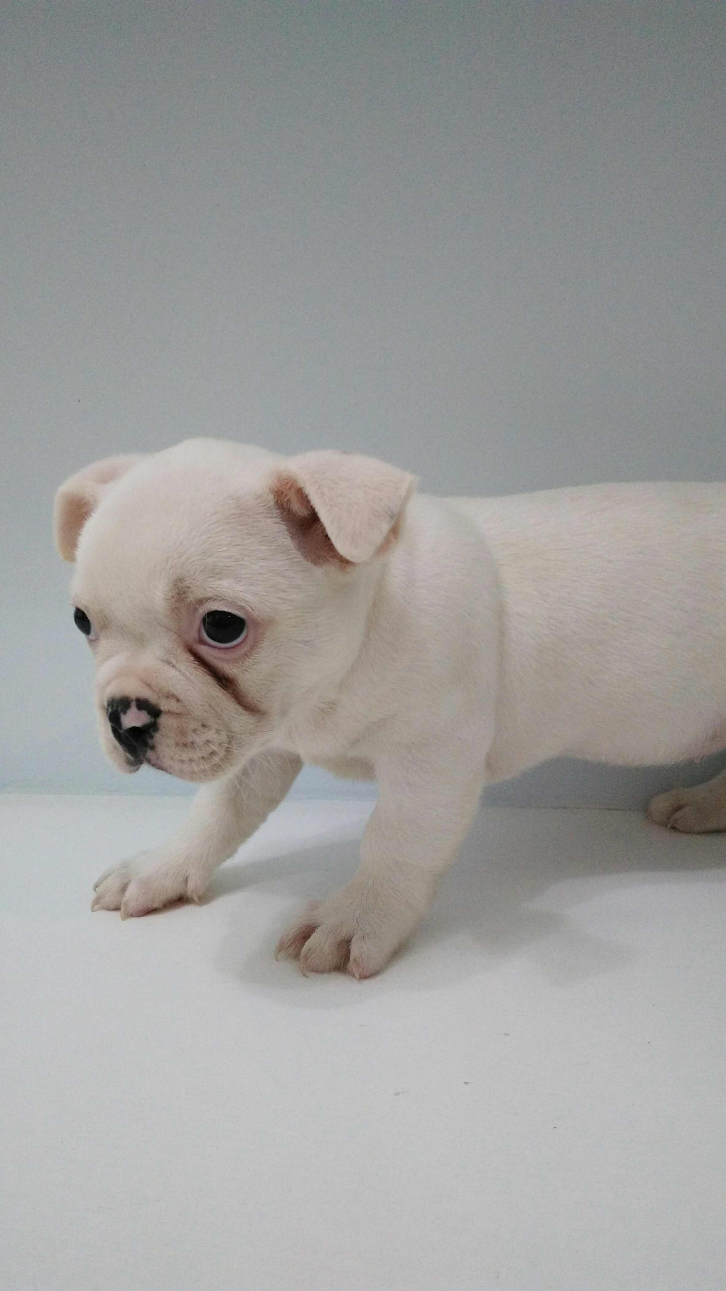 家有法国斗牛犬,白色妹妹斗牛宝宝