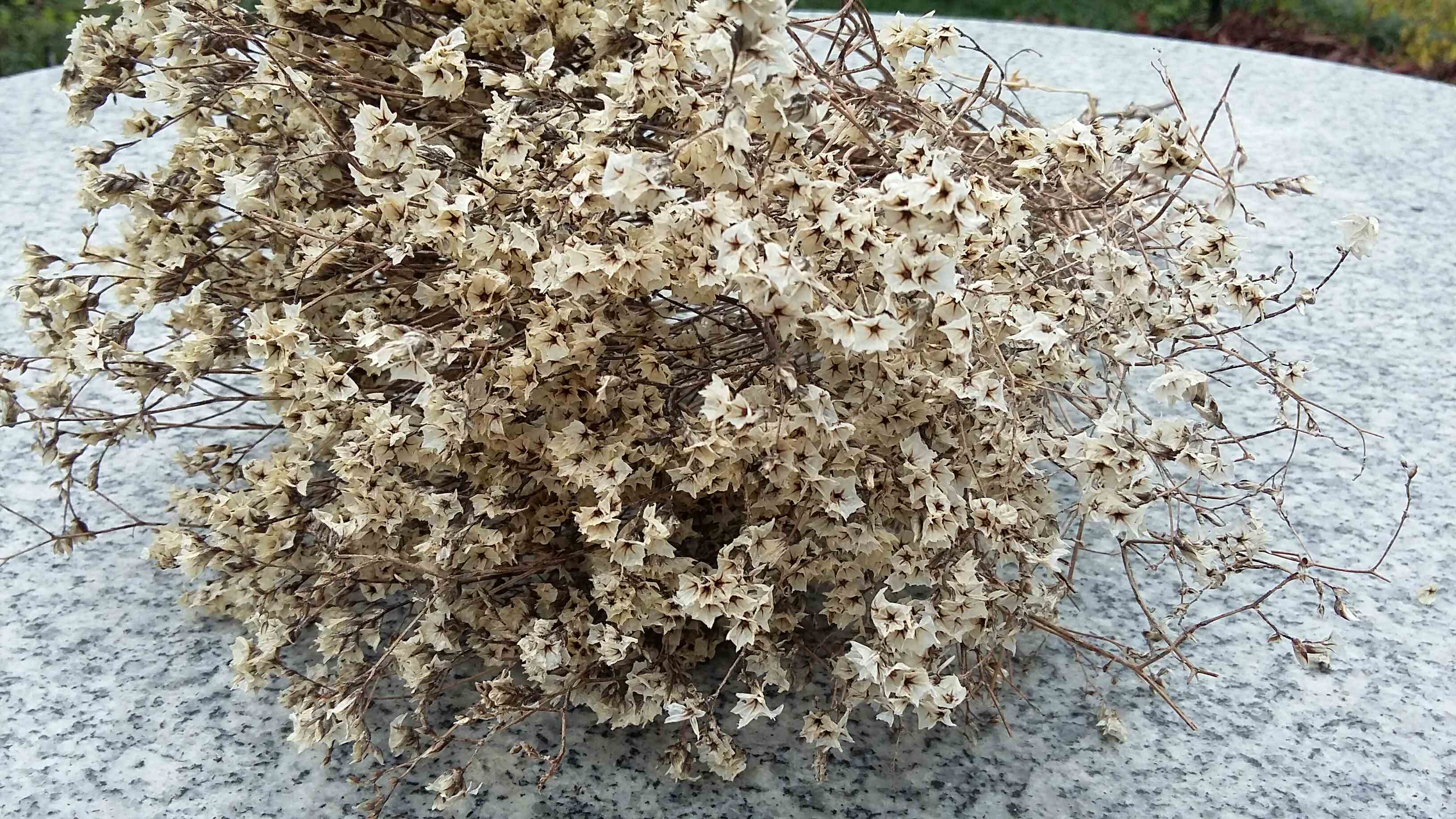 干花干枝梅