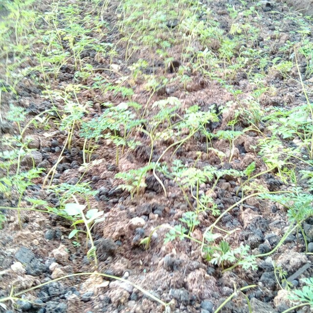 野当归原生态种植-野生药材幼苗基地