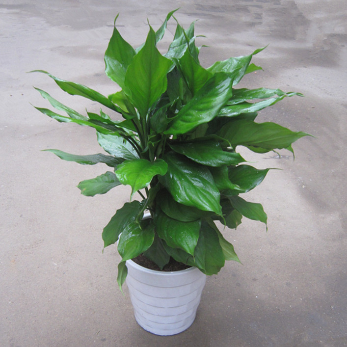 【吸甲醛】万年青绿植盆栽 新房必备净化空气中大型植物
