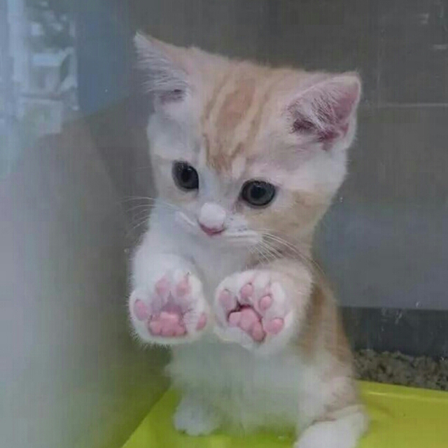 萌小白猫