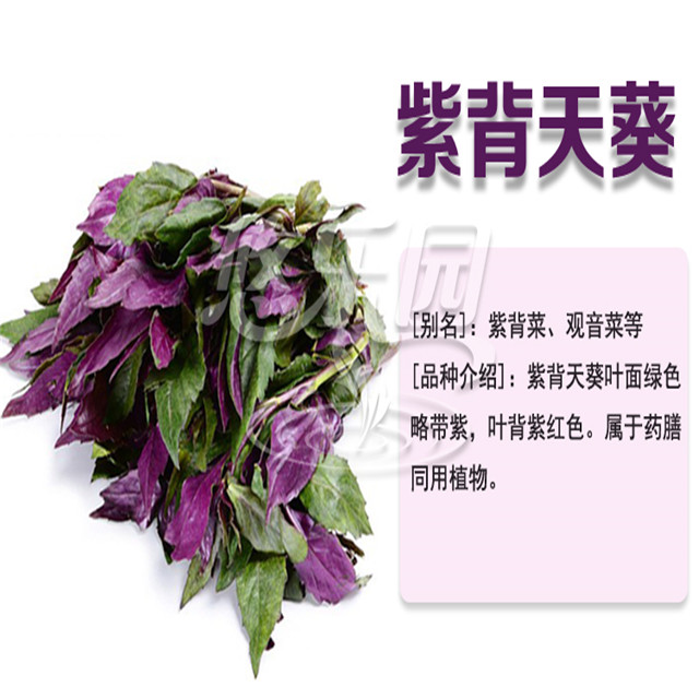 紫背天葵 350g