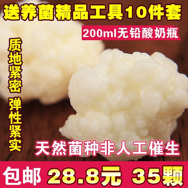 西藏雪莲菌天然酸奶菌种臧灵菇天山雪莲菌林芝原生天然雪莲菌