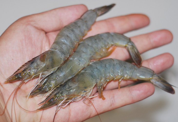 新鲜海虾
