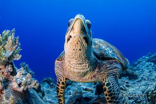 【船宿】菲律宾图巴塔哈船宿 - Seadoors 7天6晚 商品图11