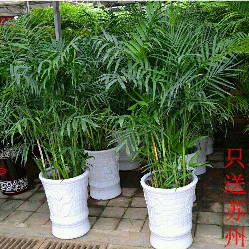 夏威夷竹子