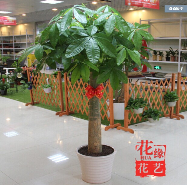 大型发财树盆栽