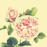 阿里普寇CAFE2号店180625200509