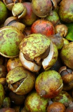 山茶油
