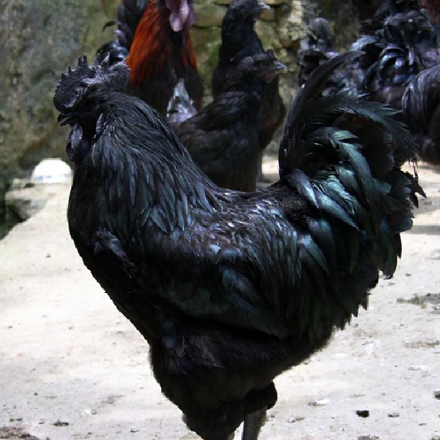 乌骨鸡