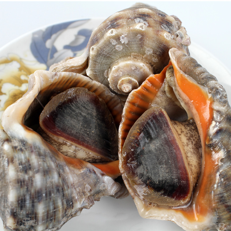 海鲜活鲜超大海螺2-3头 青岛特产鲜活大海螺 海鲜水产