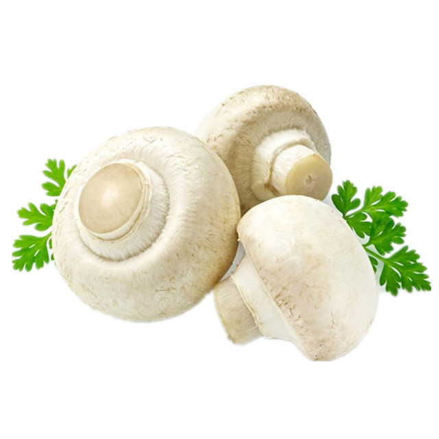 口蘑(双孢菇)