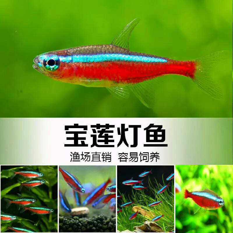 巴西宝莲灯观赏鱼活体灯科鱼热带鱼灯科鱼高档鱼活体