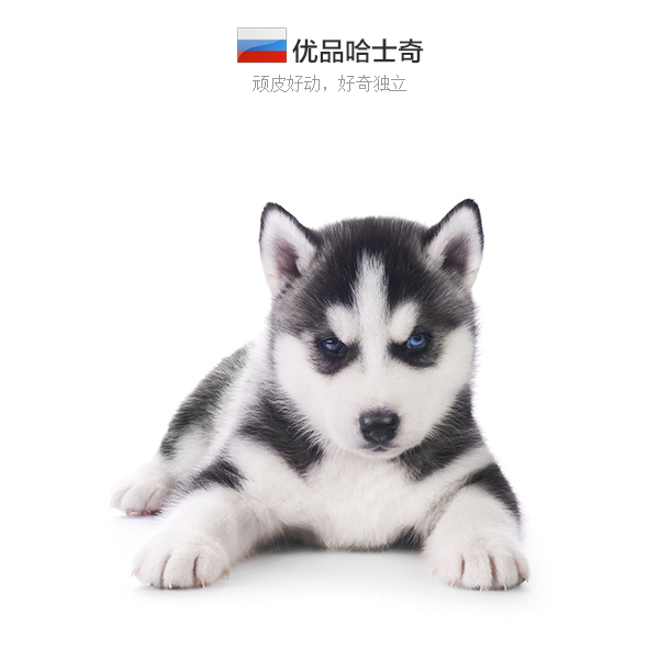 哈士奇,中型犬,汪汪只销售自己犬舍繁殖的狗狗,疫苗齐全,质量承保