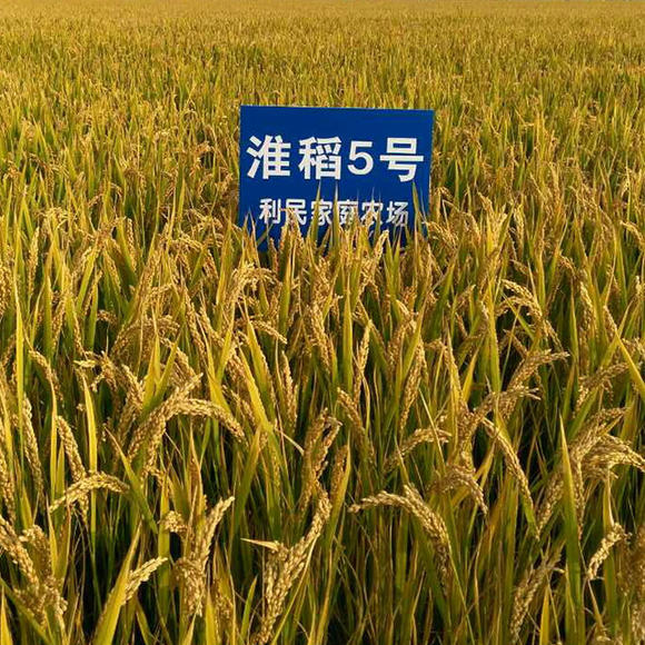淮香粳15号图片_淮稻18号_龙庆稻3号