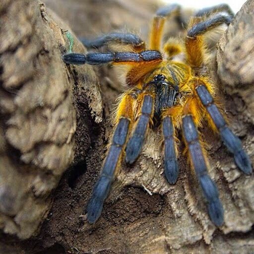 南非蓝腿巴布 harpactira pulchripes 6cm 小母