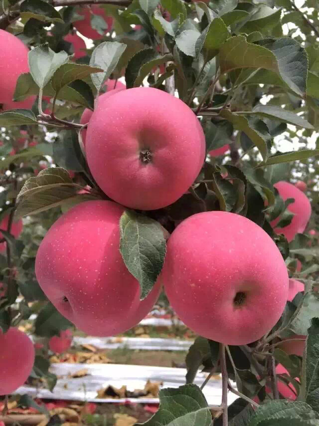 美域佳农之洛川苹果