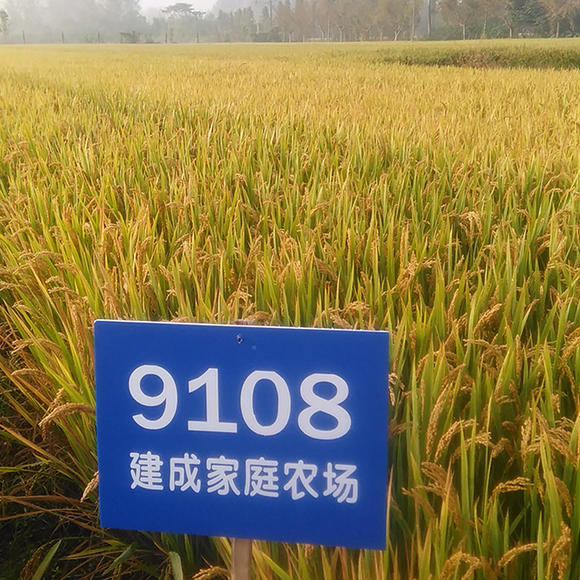 转基因水稻有那些品种_9108水稻哪里有_9108水稻哪里有