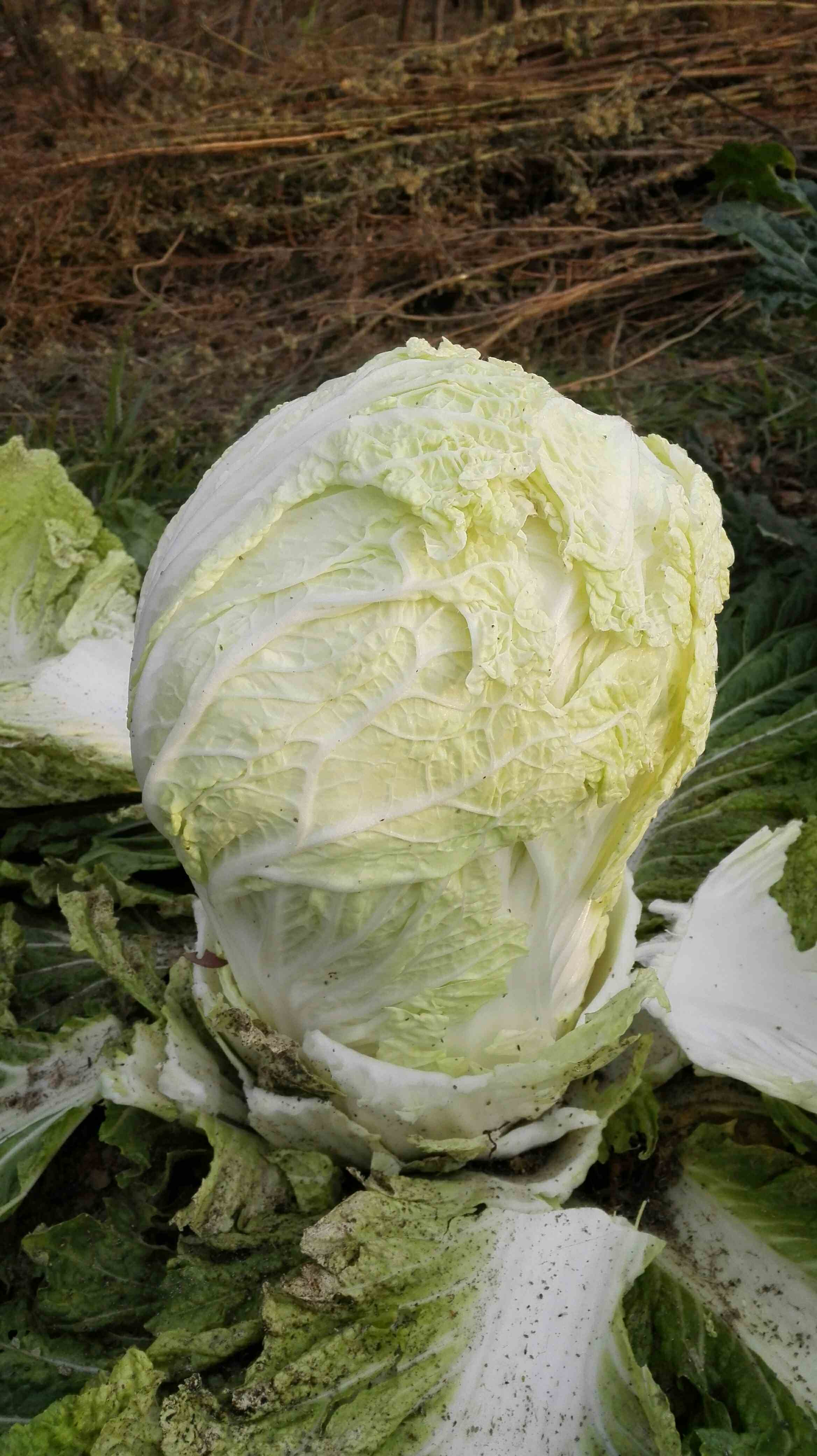 黄叶大白菜