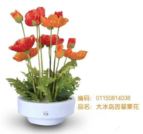 【富源四季花语】大冰岛因罂粟花 富源县城内免费送货