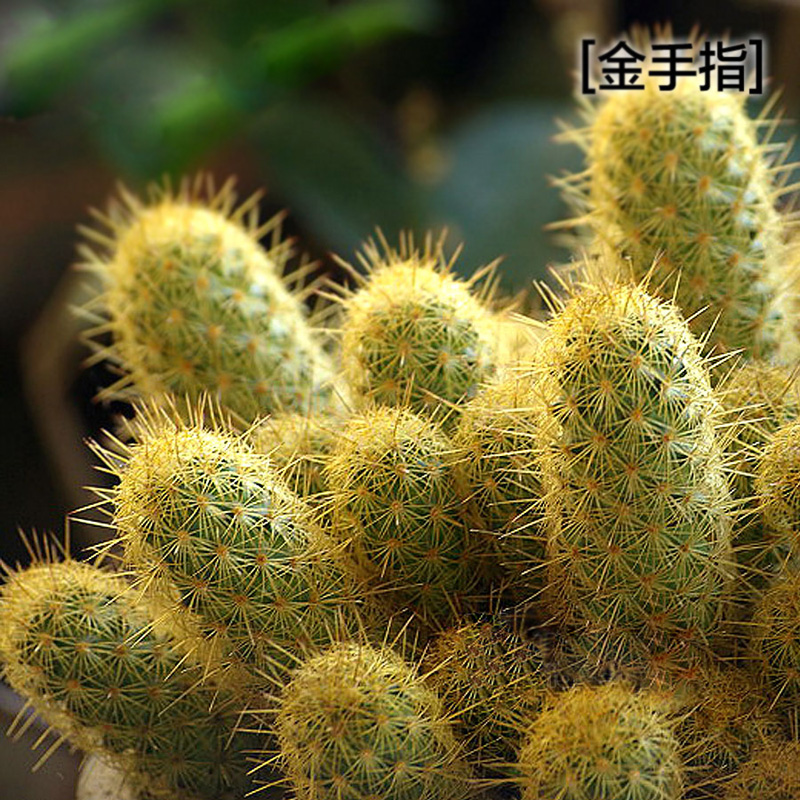 金手指小植物套装(含懒人花盆)