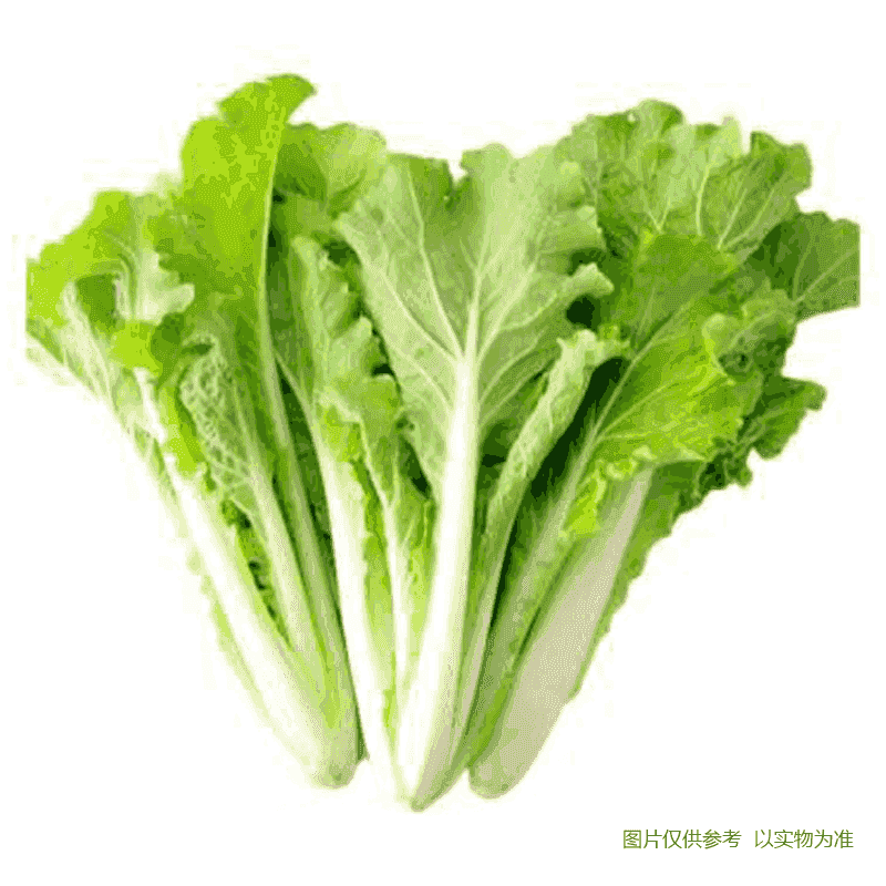 芽白苗